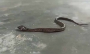 ಎರಡು ತಲೆ ಹಾವನ್ನು ಎಂದಾದರೂ ನೋಡಿದ್ದೀರಾ ....!!!