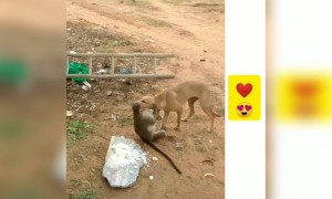 ಕೋತಿ ಮತ್ತು ನಾಯಿ ಮುದ್ದು ಸ್ನೇಹಿತರು ....!!!