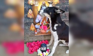 ಶಿವಲಿಂಗಕ್ಕೆ ಅಭಿಷೇಕ ಮಾಡುತ್ತಿರುವ ನಾಯಿ .....