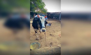 ಗೋ ಮಾತೆ ..!