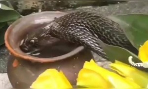 ಕೈ ಮುಗಿದು ಪ್ರಾರ್ಥಿಸಿ ಓಂ ನಮಃ ಶಿವಾಯ