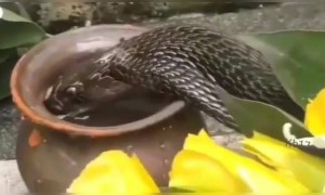 ಇದೇನು ಅಂತ ನಿಮಗೆ ಗೊತ್ತಾಯ್ತ ?