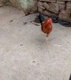 ಒಂಟಿ ಕಾಲಿನ ಕೋಳಿಯ ಕಥೆ ಖಂಡಿತ ನಗ್ತೀರಾ