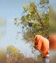 ಗೋ ಕೋರೋನ ,ಕೊರೋನಾ ಗೋ