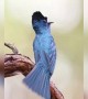 ಹಕ್ಕಿಗಳ ಚಿಲಿಪಿಲಿ ಒಮ್ಮೆ ಕೇಳಿ...