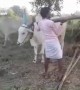 ಕಾಮಧೇನು .....!!!!
