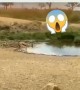 ಶಕ್ತಿಗಿಂತ ಯುಕ್ತಿ ಮೇಲು ...!!!