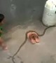 ಅಬ್ಬಾ ಈ ಮಗು ಯಾರ ಜೊತೆ ಆತ ಆಡ್ತಿದೆ ನೋಡಿ ....!!!