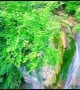 ಪ್ರಕೃತಿಯ ಸೊಬಗು