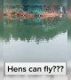 ಕೋಳಿಗಳು ಹಾರಾಡುತ್ತವೆಯೇ....??