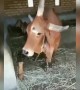 ಮೂರು ಕಣ್ಣು ಮೂರು ಕೊಂಬಿನ ಬಸವ ಶೇರ್ ಮಾಡಿ ....!!