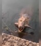 ಆ ಮೊಸಳೆಯ ಶಬ್ದ ಕೇಳುದ್ರೆನೇ ಭಯ ಆಗುತ್ತೆ