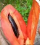 ಒಂದೇ ಬೀಜವುಳ್ಳ ಸಪೋಟ ಹಣ್ಣು