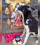 ಶಿವಲಿಂಗಕ್ಕೆ ಅಭಿಷೇಕ ಮಾಡುತ್ತಿರುವ ನಾಯಿ .....