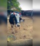 ಗೋ ಮಾತೆ ..!