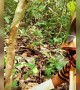 ಕಾಡು ಮಾನವರು